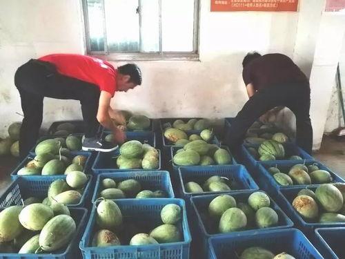 蒋庄吃瓜,揭秘娱乐圈背后的故事