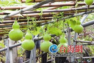 吃中药能吃葫芦瓜,养生新选择