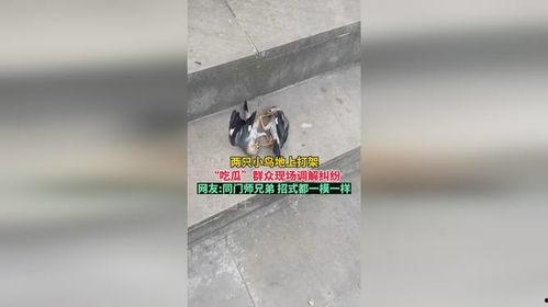 打架现场吃瓜图片大全,打架现场吃瓜图鉴，一图览尽江湖风云