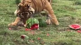 豹豹吃大瓜,揭秘动物界的美食奇观